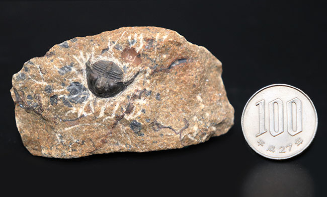 他のどの三葉虫ともに似ていない独特のフォルムが特徴的なオンニア（Onnia）の化石（その8）