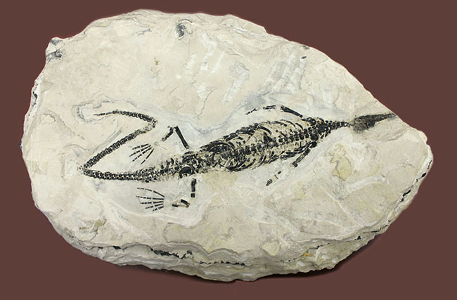化石コレクター憧れの標本、ブラジル産古生代ペルム紀の爬虫類、メソサウルス（Mesosaurus sp.）の全身骨格（その1）