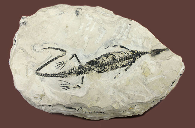 化石コレクター憧れの標本、ブラジル産古生代ペルム紀の爬虫類、メソサウルス(Mesosaurus sp.)の全身骨格(その1)