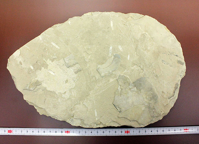 化石コレクター憧れの標本、ブラジル産古生代ペルム紀の爬虫類、メソサウルス(Mesosaurus sp.)の全身骨格(その10)