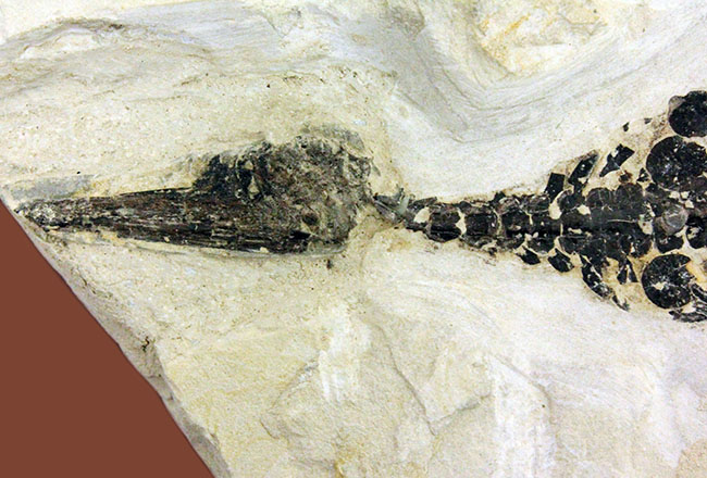 化石コレクター憧れの標本、ブラジル産古生代ペルム紀の爬虫類、メソサウルス（Mesosaurus sp.）の全身骨格（その11）