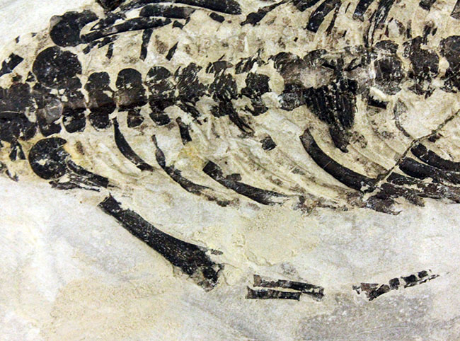 化石コレクター憧れの標本、ブラジル産古生代ペルム紀の爬虫類、メソサウルス（Mesosaurus sp.）の全身骨格（その12）