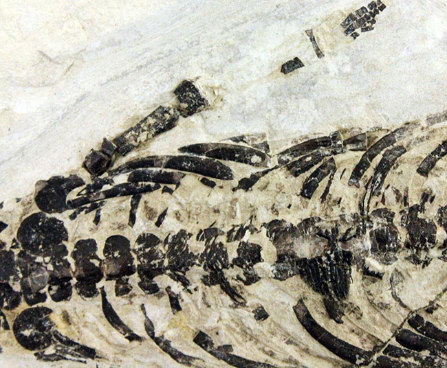 化石コレクター憧れの標本、ブラジル産古生代ペルム紀の爬虫類、メソサウルス（Mesosaurus sp.）の全身骨格（その13）