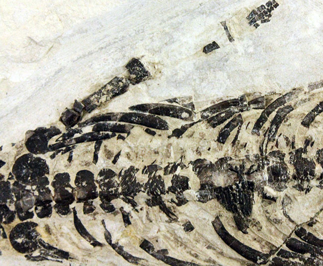 化石コレクター憧れの標本、ブラジル産古生代ペルム紀の爬虫類、メソサウルス(Mesosaurus sp.)の全身骨格(その13)