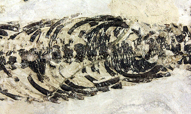 化石コレクター憧れの標本、ブラジル産古生代ペルム紀の爬虫類、メソサウルス(Mesosaurus sp.)の全身骨格(その14)