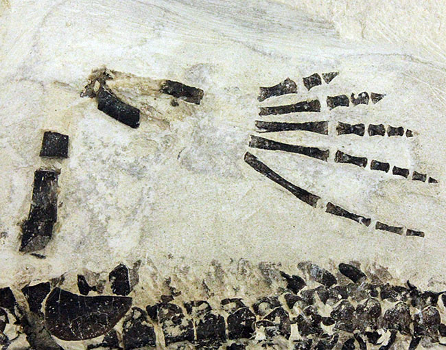 化石コレクター憧れの標本、ブラジル産古生代ペルム紀の爬虫類、メソサウルス(Mesosaurus sp.)の全身骨格(その15)