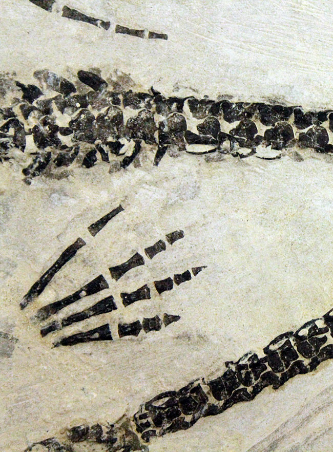 化石コレクター憧れの標本、ブラジル産古生代ペルム紀の爬虫類、メソサウルス（Mesosaurus sp.）の全身骨格（その16）