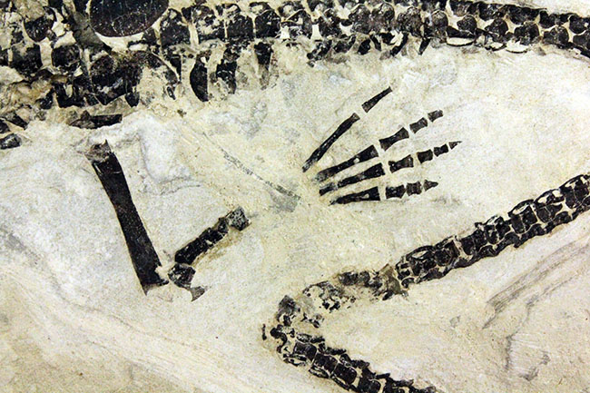 化石コレクター憧れの標本、ブラジル産古生代ペルム紀の爬虫類、メソサウルス（Mesosaurus sp.）の全身骨格（その17）