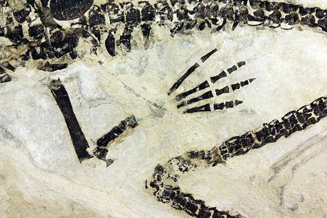 化石コレクター憧れの標本、ブラジル産古生代ペルム紀の爬虫類、メソサウルス(Mesosaurus sp.)の全身骨格(その17)