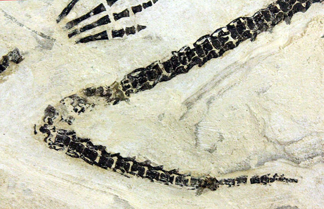 化石コレクター憧れの標本、ブラジル産古生代ペルム紀の爬虫類、メソサウルス（Mesosaurus sp.）の全身骨格（その18）