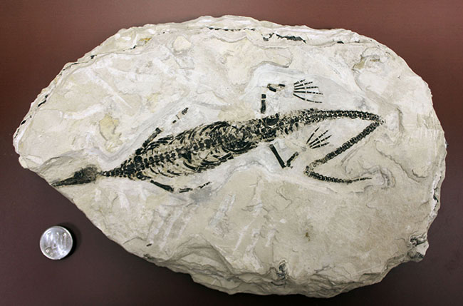 化石コレクター憧れの標本、ブラジル産古生代ペルム紀の爬虫類、メソサウルス（Mesosaurus sp.）の全身骨格（その19）