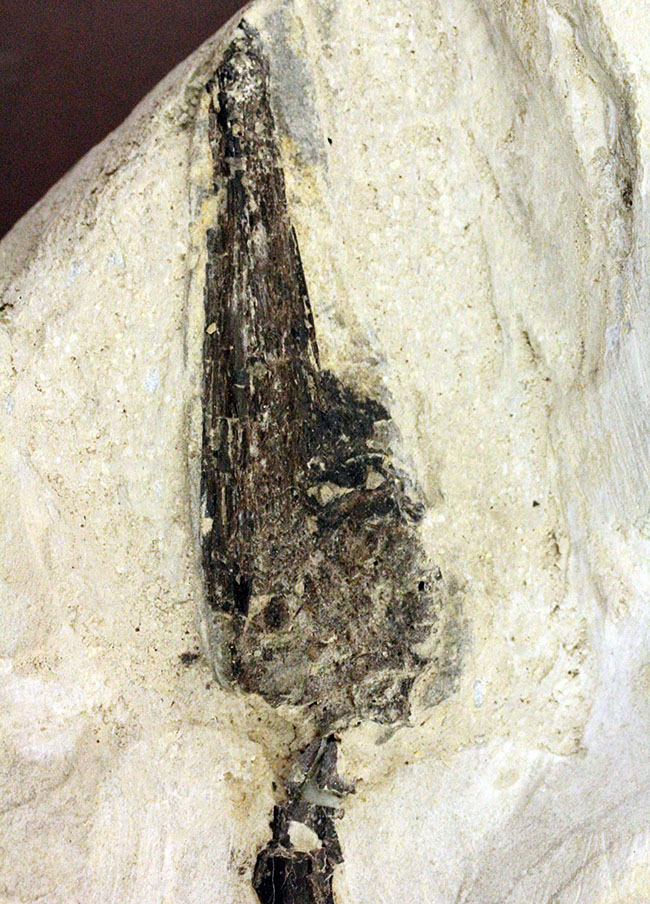 化石コレクター憧れの標本、ブラジル産古生代ペルム紀の爬虫類、メソサウルス(Mesosaurus sp.)の全身骨格(その2)