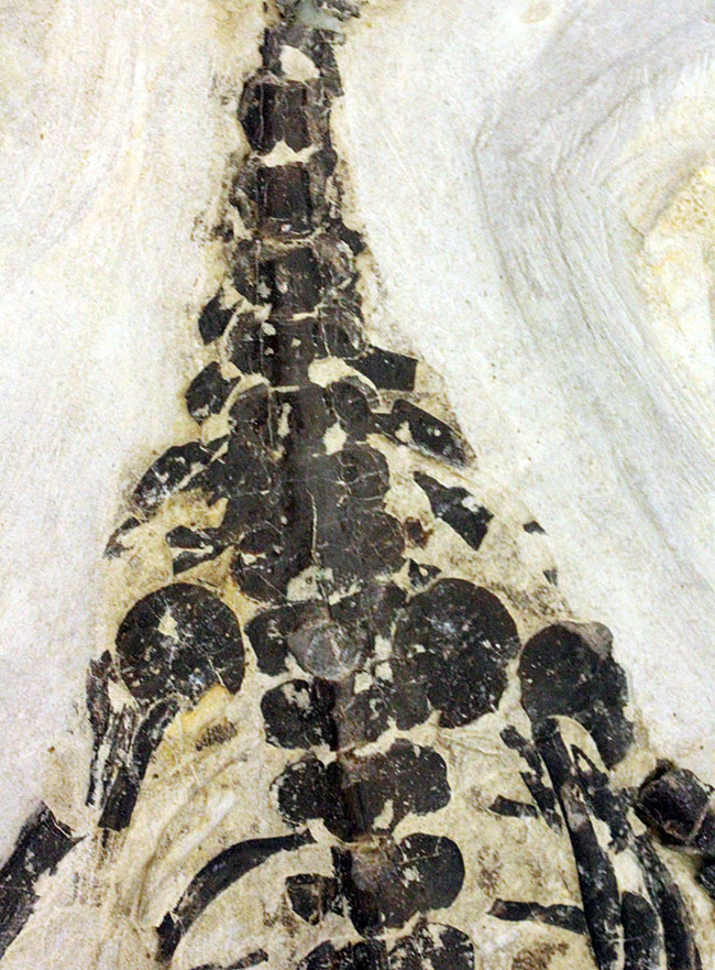 化石コレクター憧れの標本、ブラジル産古生代ペルム紀の爬虫類、メソサウルス(Mesosaurus sp.)の全身骨格(その3)