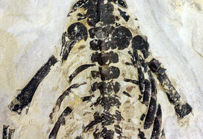 化石コレクター憧れの標本、ブラジル産古生代ペルム紀の爬虫類、メソサウルス（Mesosaurus sp.）の全身骨格（その4）