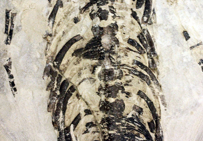 化石コレクター憧れの標本、ブラジル産古生代ペルム紀の爬虫類、メソサウルス（Mesosaurus sp.）の全身骨格（その5）
