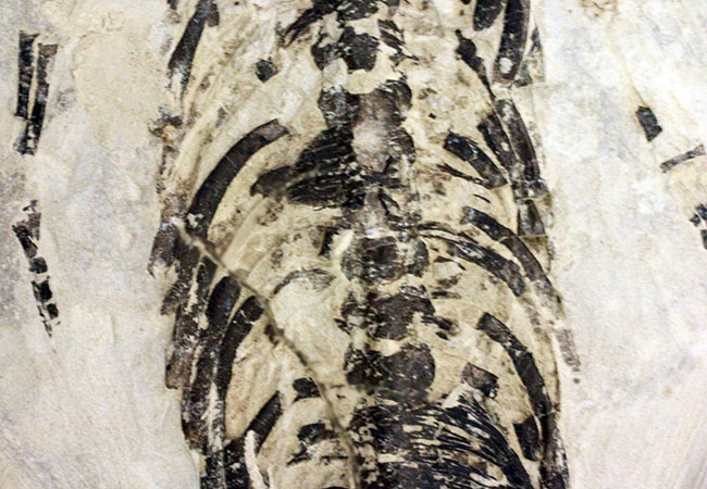 化石コレクター憧れの標本、ブラジル産古生代ペルム紀の爬虫類、メソサウルス(Mesosaurus sp.)の全身骨格(その5)