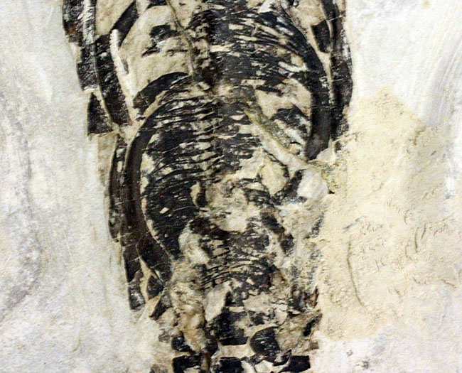 化石コレクター憧れの標本、ブラジル産古生代ペルム紀の爬虫類、メソサウルス(Mesosaurus sp.)の全身骨格(その6)