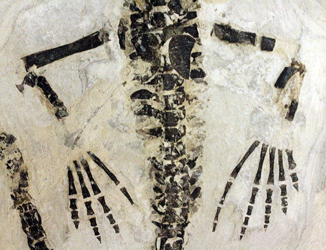 化石コレクター憧れの標本、ブラジル産古生代ペルム紀の爬虫類、メソサウルス（Mesosaurus sp.）の全身骨格（その7）