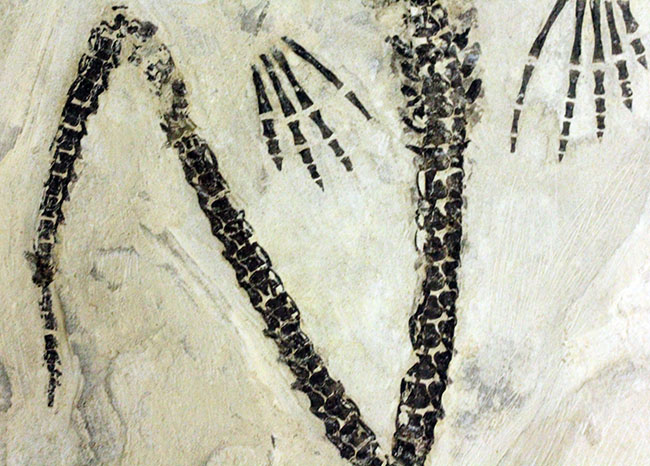化石コレクター憧れの標本、ブラジル産古生代ペルム紀の爬虫類、メソサウルス（Mesosaurus sp.）の全身骨格（その8）