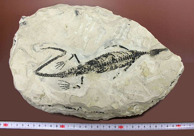 化石コレクター憧れの標本、ブラジル産古生代ペルム紀の爬虫類、メソサウルス（Mesosaurus sp.）の全身骨格（その9）