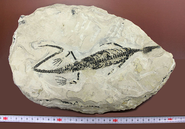 化石コレクター憧れの標本、ブラジル産古生代ペルム紀の爬虫類、メソサウルス(Mesosaurus sp.)の全身骨格(その9)