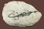 化石コレクター憧れの標本、ブラジル産古生代ペルム紀の爬虫類、メソサウルス（Mesosaurus sp.）の全身骨格