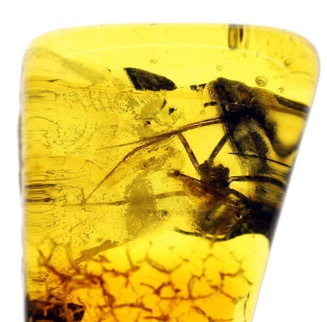 肉眼で視認できるほど大きな蜘蛛を内包したバルト海産の琥珀 化石 販売