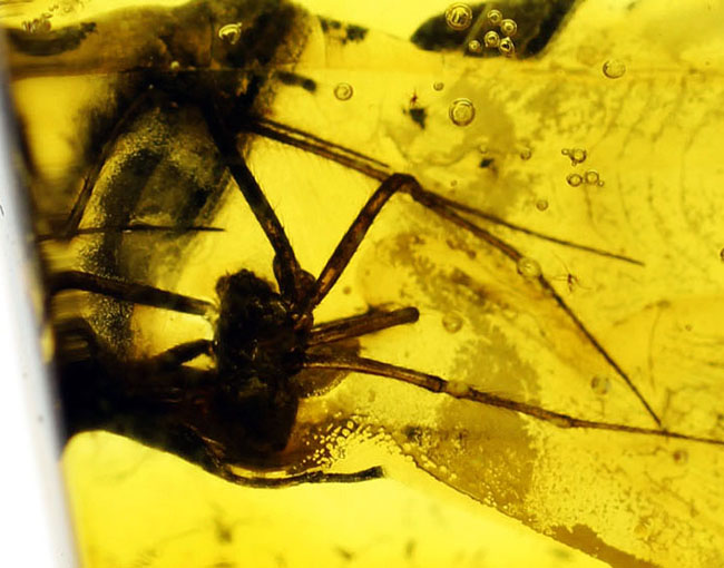 肉眼で視認できるほど大きな蜘蛛を内包したバルト海産の琥珀（その6）