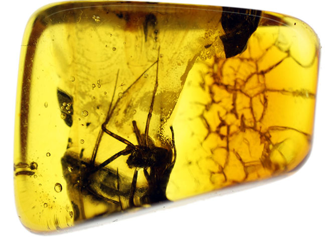 肉眼で視認できるほど大きな蜘蛛を内包したバルト海産の琥珀 化石 販売