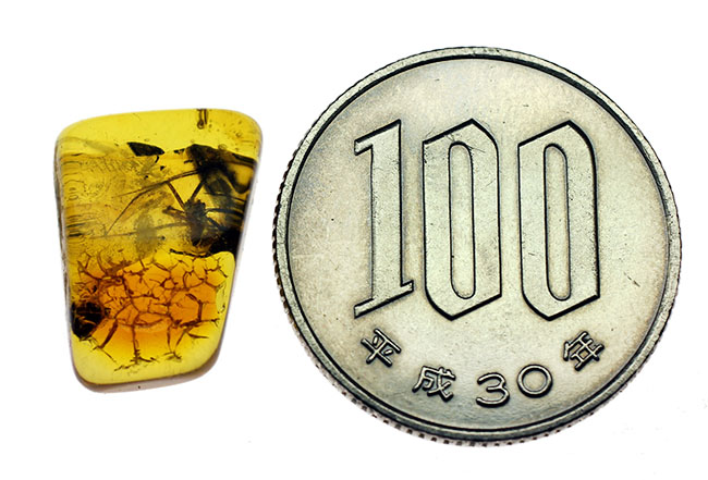 肉眼で視認できるほど大きな蜘蛛を内包したバルト海産の琥珀 化石 販売