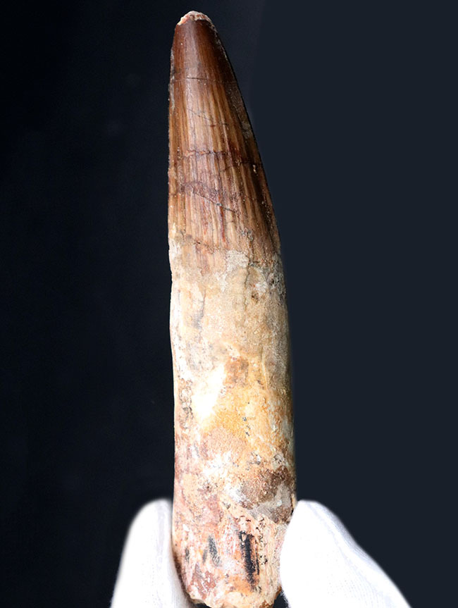 歯根が残存したタイプ!ロングカーブ計測で117ミリに達する、とても長いスピノサウルス(Spinosaurus)の歯化石(その1)