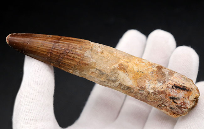 歯根が残存したタイプ!ロングカーブ計測で117ミリに達する、とても長いスピノサウルス(Spinosaurus)の歯化石(その2)