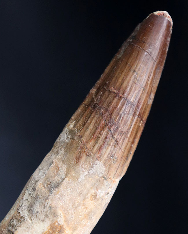 歯根が残存したタイプ!ロングカーブ計測で117ミリに達する、とても長いスピノサウルス(Spinosaurus)の歯化石(その4)
