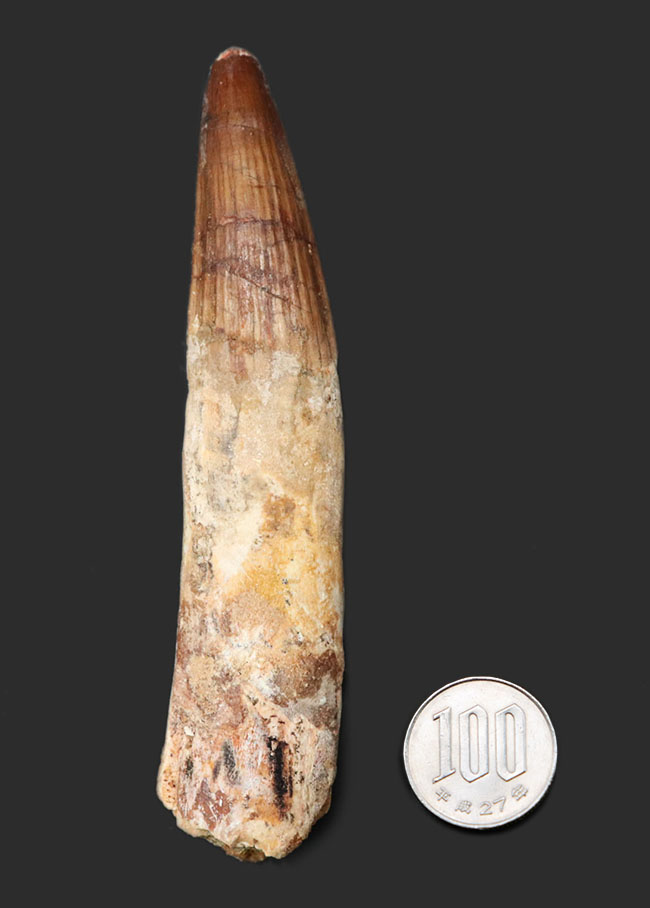 歯根が残存したタイプ!ロングカーブ計測で117ミリに達する、とても長いスピノサウルス(Spinosaurus)の歯化石(その7)