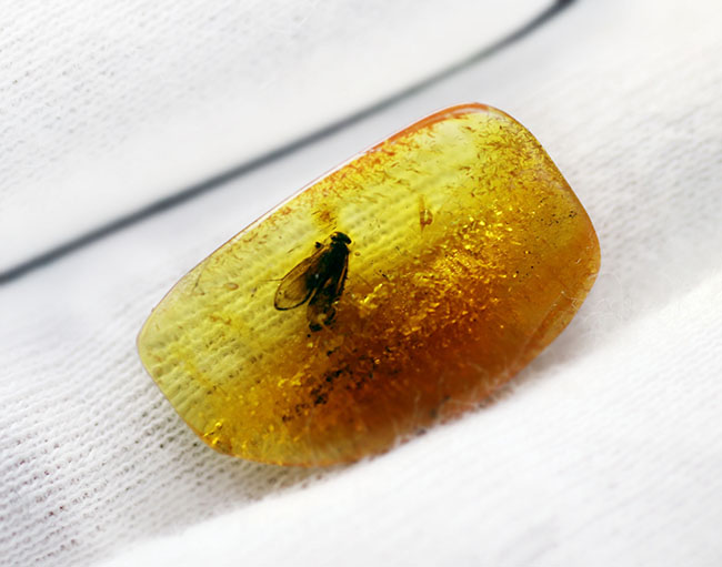 ほぼ完全なチャタテムシを内包したバルト海産虫入り琥珀（Amber）。星状毛も見られます（その3）