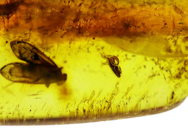 ほぼ完全なチャタテムシを内包したバルト海産虫入り琥珀（Amber）。星状毛も見られます（その4）