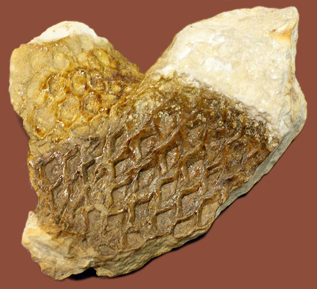 素敵なブラウン、アイオワ州産の古代樹、レピドデンドロン（Lepidodendron）の極めて上質な樹皮の化石（その1）