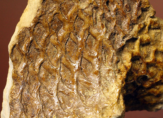 素敵なブラウン、アイオワ州産の古代樹、レピドデンドロン（Lepidodendron）の極めて上質な樹皮の化石（その2）