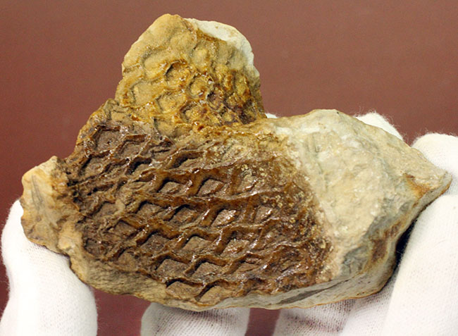素敵なブラウン、アイオワ州産の古代樹、レピドデンドロン（Lepidodendron）の極めて上質な樹皮の化石（その3）