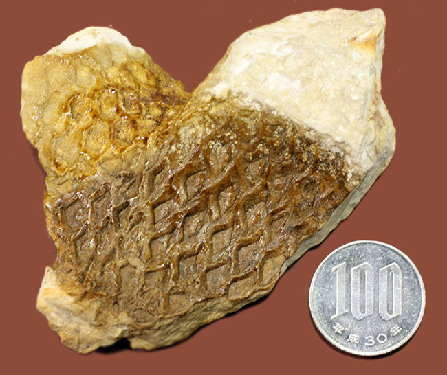 素敵なブラウン、アイオワ州産の古代樹、レピドデンドロン（Lepidodendron）の極めて上質な樹皮の化石（その8）