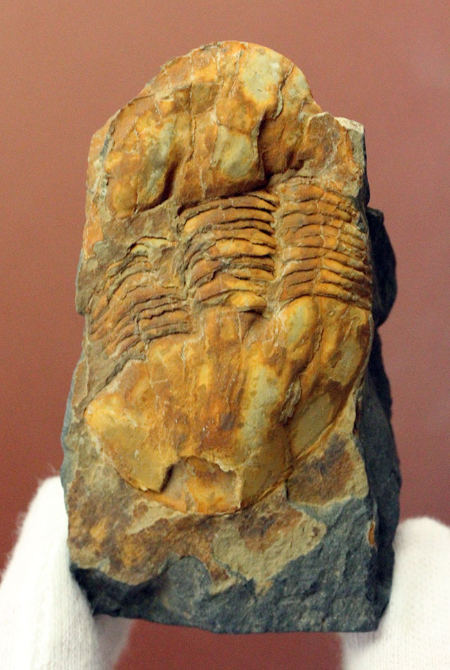 ポルトガル産三葉虫エクティレヌス・ギガンテウス(Ectillaenus giganteus)(その2)