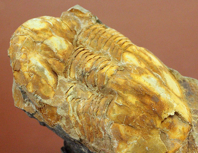 ポルトガル産三葉虫エクティレヌス・ギガンテウス(Ectillaenus giganteus)(その5)