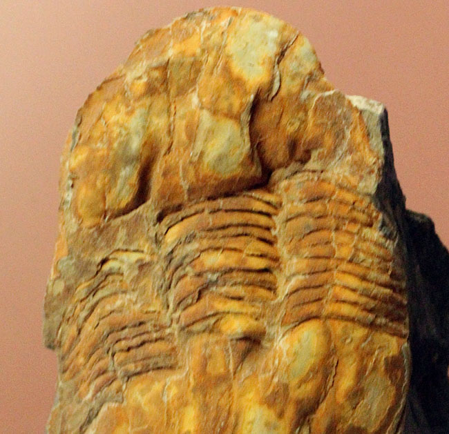 ポルトガル産三葉虫エクティレヌス・ギガンテウス(Ectillaenus giganteus)(その6)