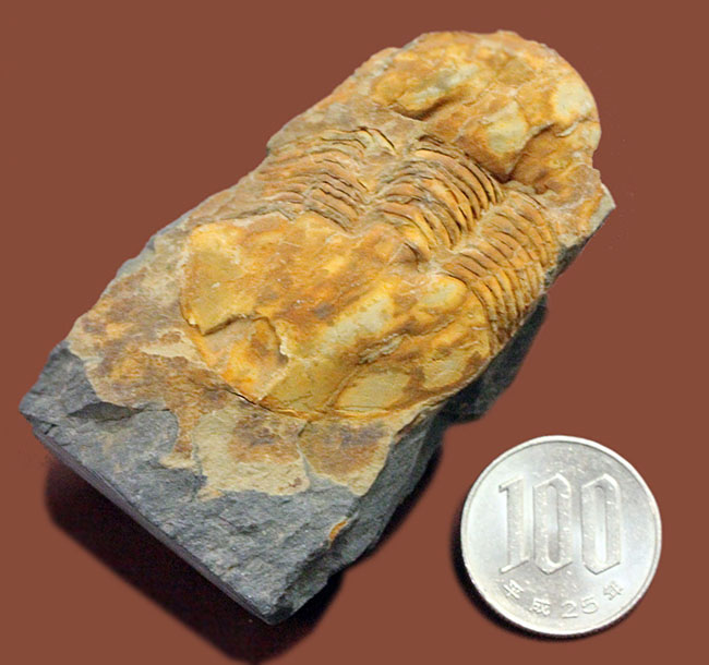 ポルトガル産三葉虫エクティレヌス・ギガンテウス(Ectillaenus giganteus)(その8)