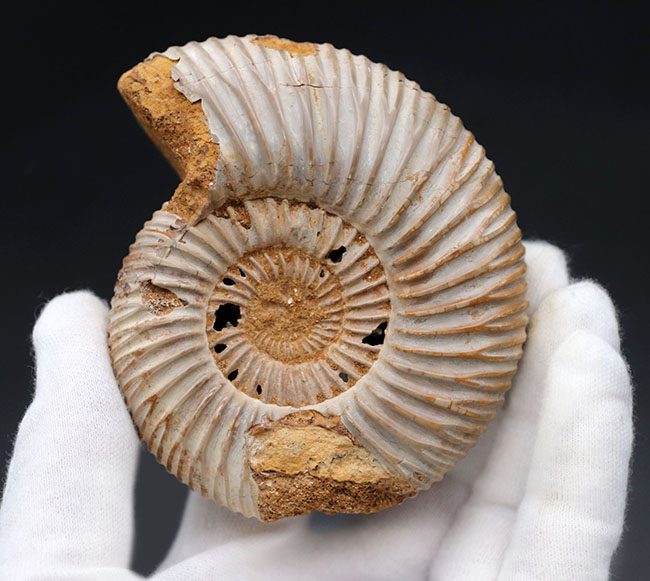 ラージサイズ！直径最大部９センチ、中生代ジュラ紀を代表するアンモナイトの一つ、ペリスフィンクテス（Perisphinctes）の殻の化石（その1）