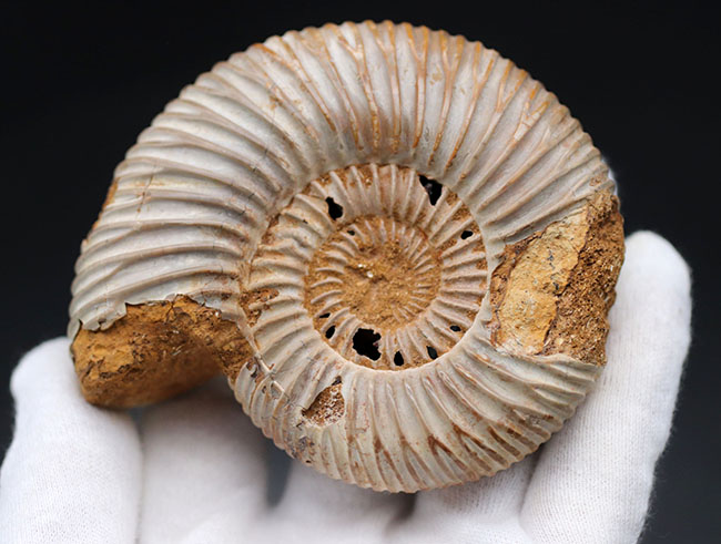 ラージサイズ！直径最大部９センチ、中生代ジュラ紀を代表するアンモナイトの一つ、ペリスフィンクテス（Perisphinctes）の殻の化石（その2）