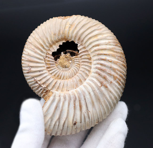 ラージサイズ！直径最大部９センチ、中生代ジュラ紀を代表するアンモナイトの一つ、ペリスフィンクテス（Perisphinctes）の殻の化石（その3）