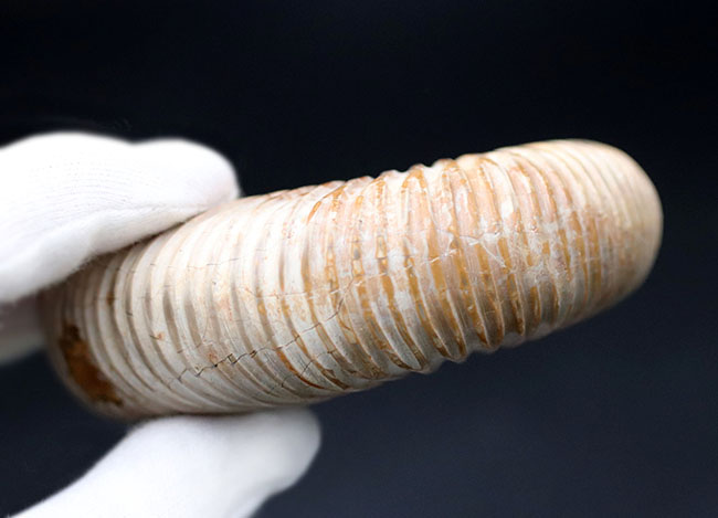 ラージサイズ！直径最大部９センチ、中生代ジュラ紀を代表するアンモナイトの一つ、ペリスフィンクテス（Perisphinctes）の殻の化石（その4）