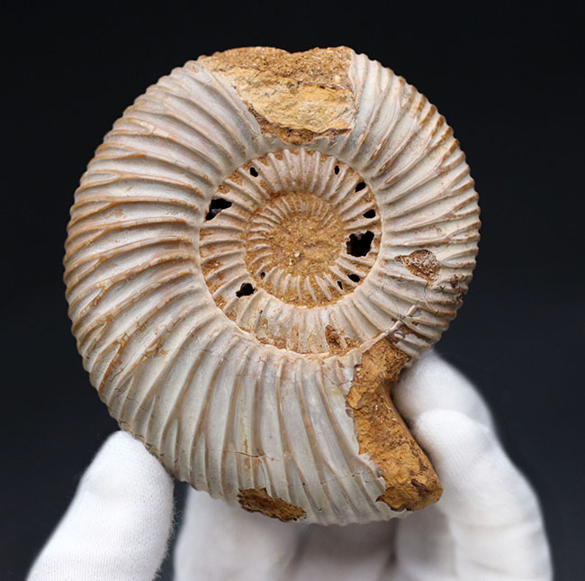 ラージサイズ！直径最大部９センチ、中生代ジュラ紀を代表するアンモナイトの一つ、ペリスフィンクテス（Perisphinctes）の殻の化石（その5）