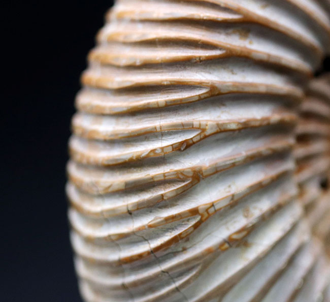 ラージサイズ！直径最大部９センチ、中生代ジュラ紀を代表するアンモナイトの一つ、ペリスフィンクテス（Perisphinctes）の殻の化石（その6）